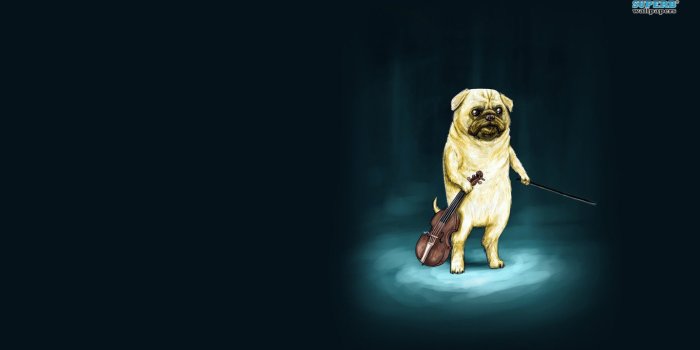 1366x768 Funny dog wallpapers 1366x768 (laptop) desktop backgrounds