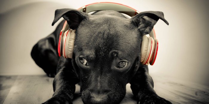 2560x1600 2560x1600 Funny Dog Wallpaper HD Desktop Wallpapers Cool Images HD