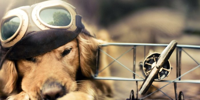 1600x1200 Funny Dog Wallpapers For Desktop | Funny dog images, Dog wallpaper