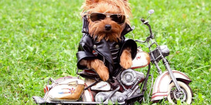 1920x1200 Funny Dogs Wallpapers