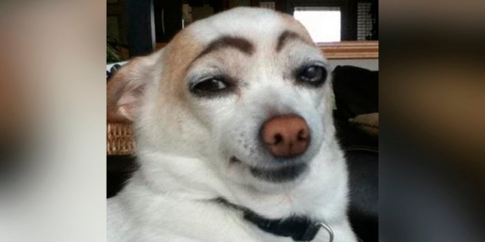 1280x720 Funny Dog wallpaper | 1280x720 | #1425