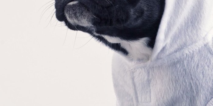 1242x2688 Wallpaper Funny dog, unicorn 3840x2160 UHD 4K Picture, Image
