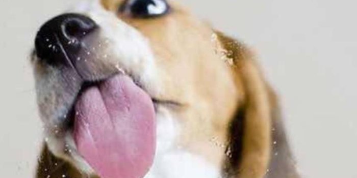 720x1280 Funny dog wallpaper by Lovely_nature_27 - e8 - Free on ZEDGE™