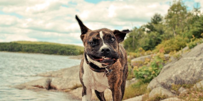 2560x1600 2560ã—1600 Funny Dog Wallpaper 1 Amazing Hd Download - Funny Dog