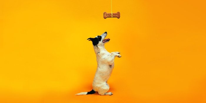 1920x1200 Dog Funny - 1920x1200 Wallpaper - Ecopetit.cat