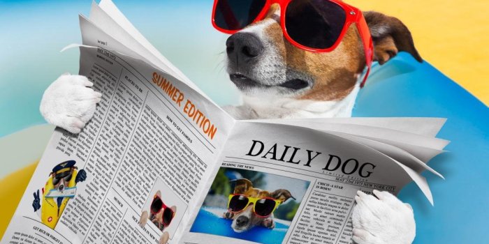1120x832 Funny dog wallpapers HD for desktop backgrounds