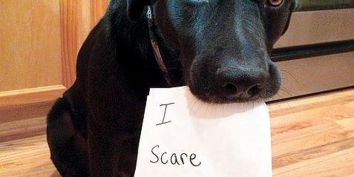 768x1024 Funny Dogs Wallpaper for Android - APK Download