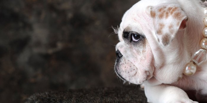 1920x1200 Funny Dog wallpaper | animals | Wallpaper Better