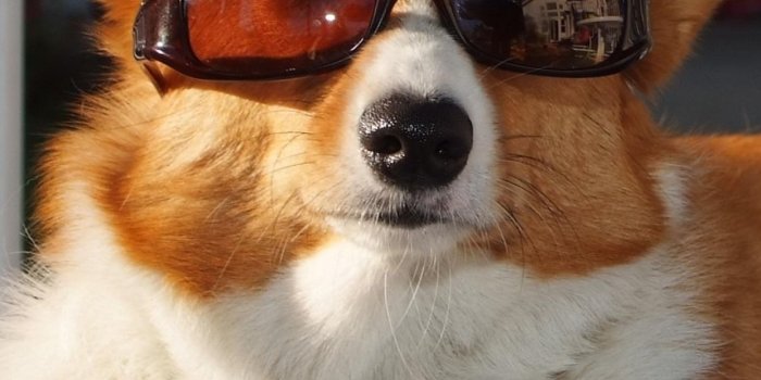 1242x2688 Wallpaper Funny dog, glasses, ball 3840x2160 UHD 4K Picture, Image