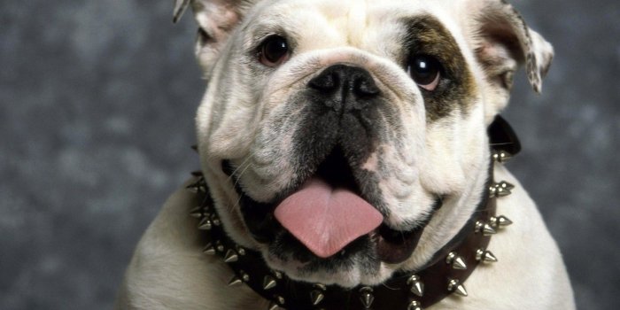 1600x1200 Free download Funny Dog Wallpapers 9306 Hd Wallpapers Pictures to