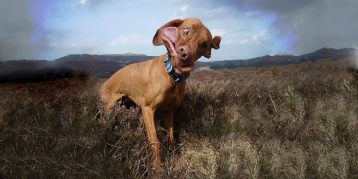 1920x1200 Derp Dogs Wallpaper Wallpapers - Funny Dog Face, Hd Wallpapers