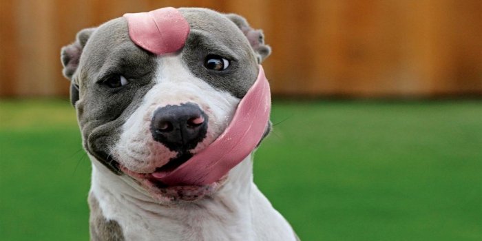 1366x768 Funny Dog Wallpapers Wallpaper 1366x768