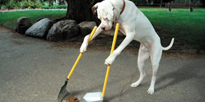 1600x1110 Funny Pitbull Dog Wallpaper #7010756