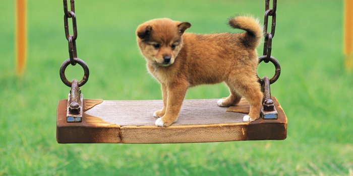 1920x1080 Dog Hd Wallpapers - We Need Fun