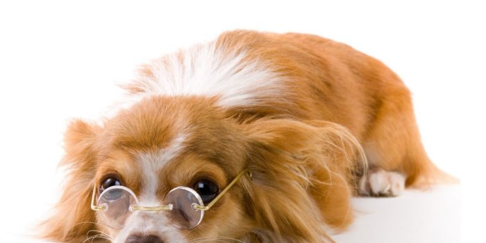 1280x1024 Funny dog wallpaper desktop download