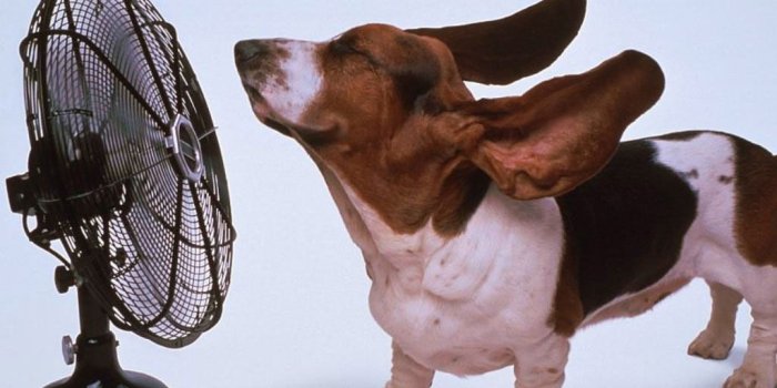 1024x768 Funny Dog, Hot Dog, Wallpaper, 27-09-2010a | Funny Dog, Hot …