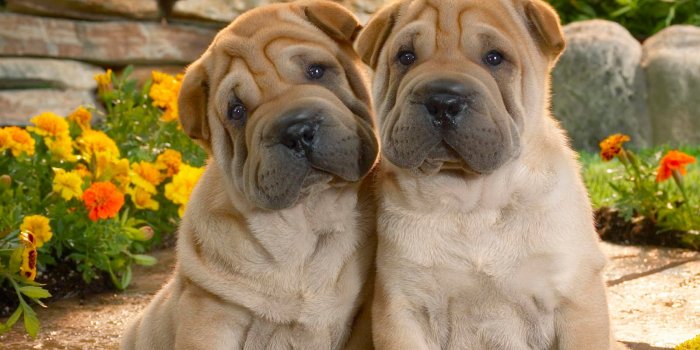 1600x1000 Funny Animals: Funny Dogs Wallpaper