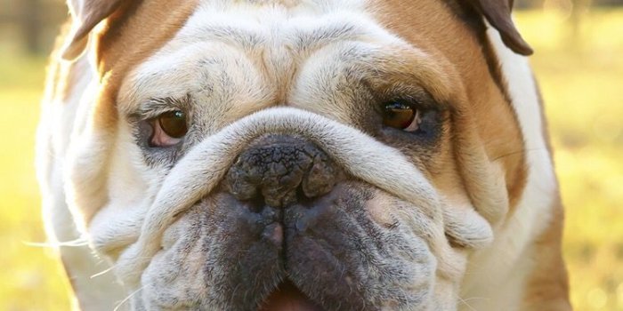750x1334 Funny dog wallpaper for your iPhone XR from Everpix | Dog