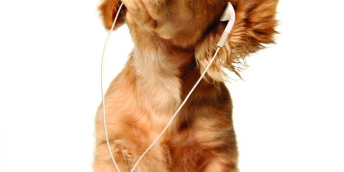 1595x1596 21373 funny dogs wallpaper