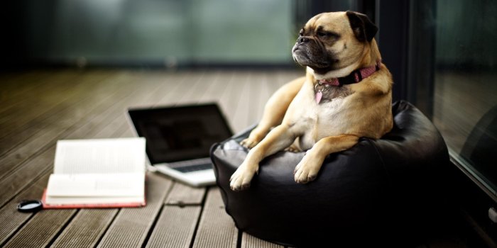 1920x1080 funny dog wallpapers hd desktop hd really funny images of dogs