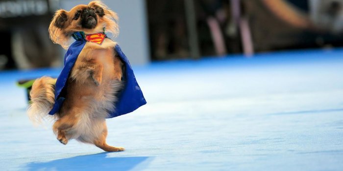 1366x768 Desktop funny dog wallpapers hd download