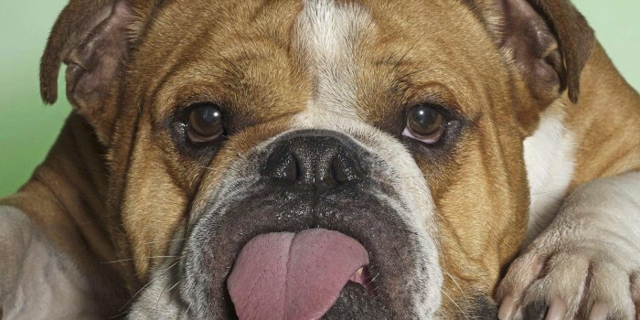 1600x1200 Funny Dog Wallpaper, Free Funny Dog Wallpaper, #31044