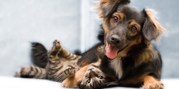 2560x1600 Cat and Dog Wallpaper ·① WallpaperTag