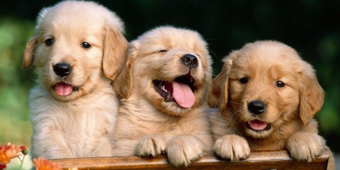 2880x1800 79+ Dog Wallpapers on WallpaperPlay