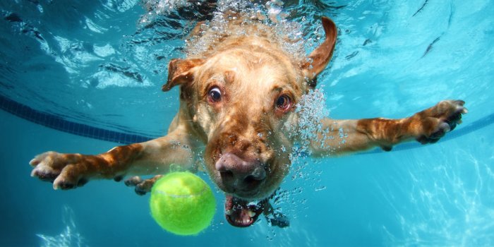 5544x2400 Free download Funny Underwater Dog Wallpapers Fine HDQ Funny