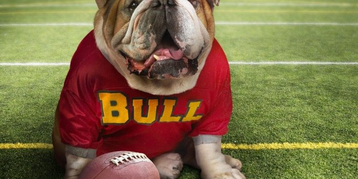 1024x768 Funny Dog Backgrounds 16 Hd Wallpaper - Funnypicture.org