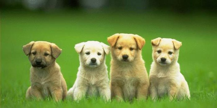 2560x1600 Beautiful Dogs wallpaper Free Download | 9to5animations.com - HD