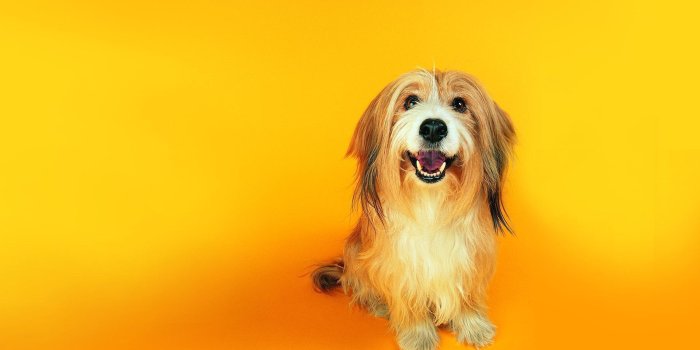 1920x1200 Funny Dogs Photo