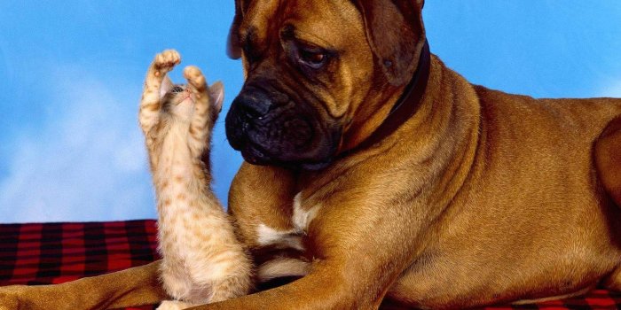 1920x1080 Cat High Definition Wallpaper Free Download Page - Funny Dog