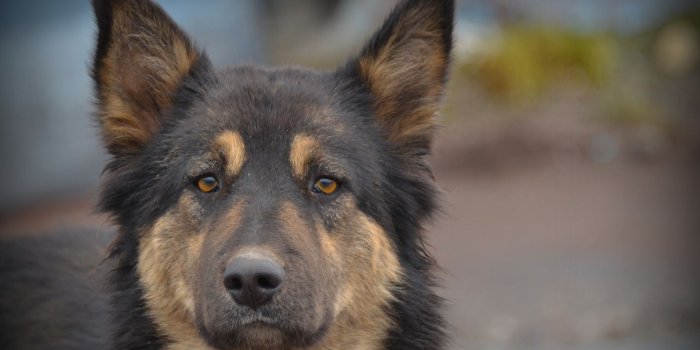 2560x1600 Best 22+ Shepherd Dog Wallpaper on HipWallpaper | Funny Dog
