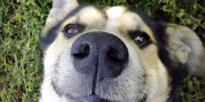 1920x1440 Funny Dog Close Up Wallpaper #6795325