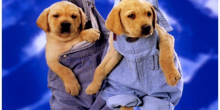 1098x826 Cute Dogs Funny Pics Images Wallpapers Download