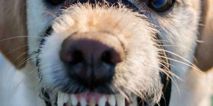 1080x1920 20 Free Awesome Dog Phone Wallpapers HD | Barking Laughs