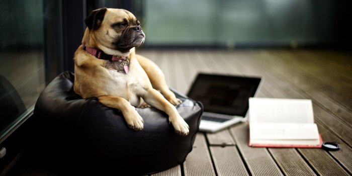 1920x1080 FUNNY PICTURES: Boxer Funny Dog Wallpaper Funny Dog Backgrounds