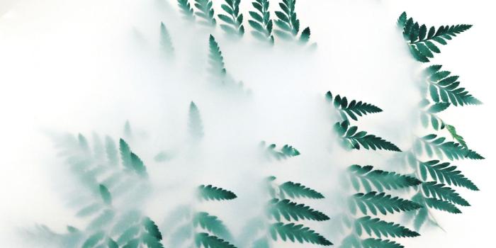 1366x768 Download Leaves, white smoke wallpaper, 1366x768, Tablet, laptop