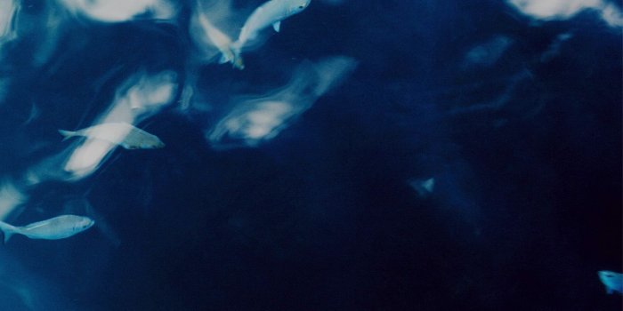 1366x768 wallpaper for desktop, laptop | mo70-water-lake-fish-nature-indigo