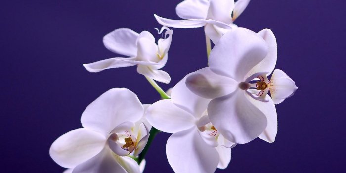 1920x1080 Free download White Moth Orchids Indigo Background Wallpaper