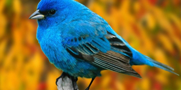 1920x1200 10 Indigo Bunting HD Wallpapers | Background Images