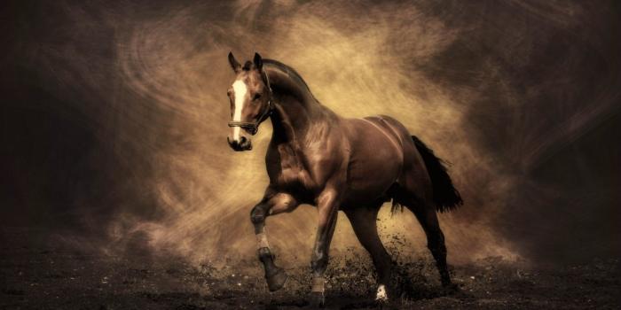 1920x1080 Beautiful Horses Wallpapers - Top Free Beautiful Horses