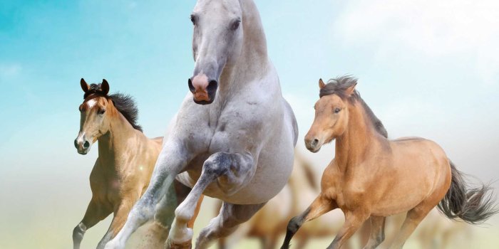 1920x1200 Beautiful Horses Wallpapers - Top Free Beautiful Horses