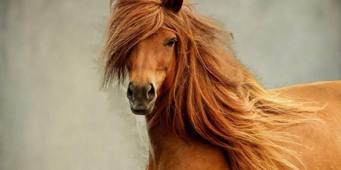 1920x1200 57+ Beautiful Horse Wallpapers on WallpaperPlay