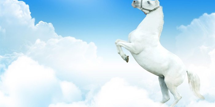 1920x1080 Horse Wallpapers | Best Wallpapers