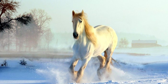 1920x1343 Beautiful Winter Horse Wallpapers for Free Download