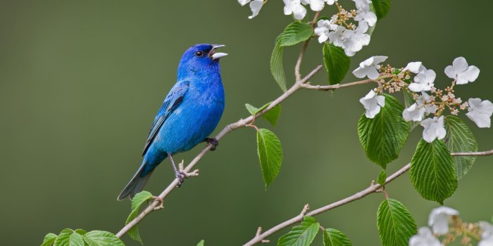 2560x1440 Image Birds Indigo bunting Blue Branches animal 2560x1440
