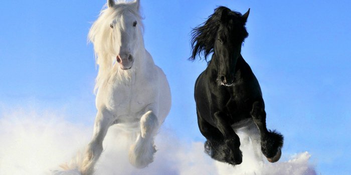 1920x1080 Black Horse Wallpaper ·① WallpaperTag