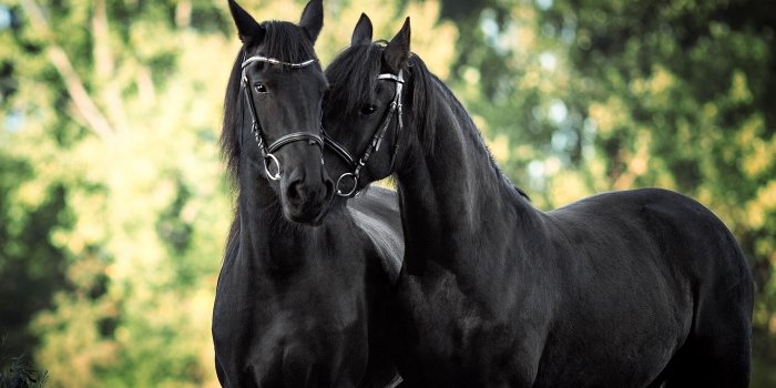 3840x2400 Beautiful Black Horses Hd Desktop Wallpaper : Wallpapers13.com